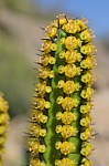 Euphorbia tescorum PV2496 Merille GPS168 v 2012 Kenya 2014_0423.jpg